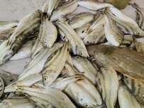 大厨美食分享 招待客人必备