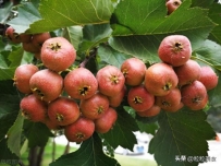 一篇文章学会3种山楂美食制作方法，简朴美味无添加，酸甜适口