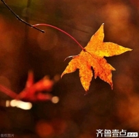 感情散文（秋意渐浓）